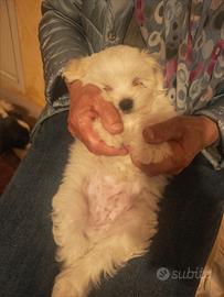Cucciolo Maltes