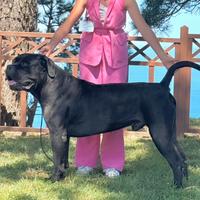 Cuccioli di Cane Corso