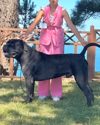 Cuccioli di Cane Corso