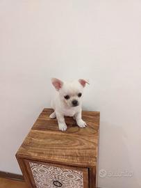 Cucciolo Chihuahua