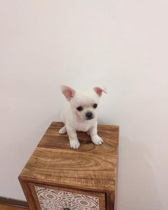 Cucciolo Chihuahua