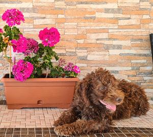 Lagotto Romagnolo