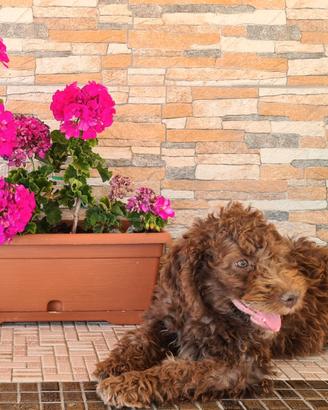 Lagotto Romagnolo