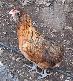 Galletti araucana.
