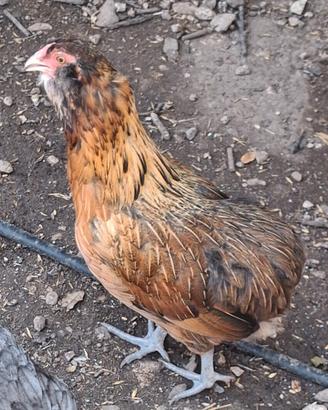 Galletti araucana.