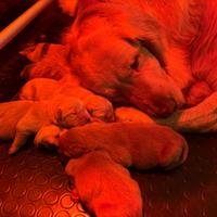 Cuccioli Golden Retriever 100% linea Americana