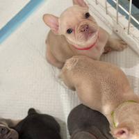 Bulldog francese