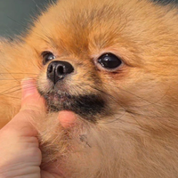 Spitz di Pomerania Femmina