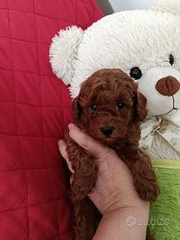 Coccolone Toy red