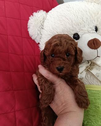 Coccolone Toy red