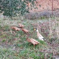 Anatra corritrice indiana