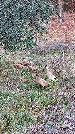 Anatra corritrice indiana