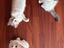 Immagine 4