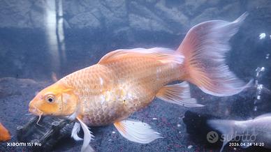 Carpa