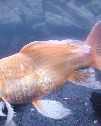 Carpa