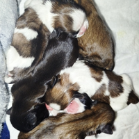 Cuccioli di Shitzu Shih tzu Pedigree Enci