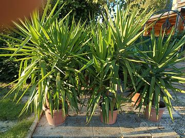 Yucca o Pianta della felicità 