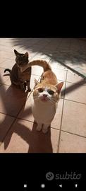Cuccioli affettuosi e dolci a Cefalù