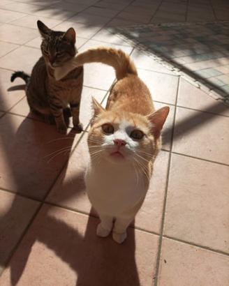 Cuccioli affettuosi e dolci a Cefalù