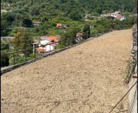 Affitto Grande terreno di 10.000 mt