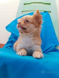 Chihuahua cucciola pelo lungo