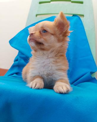 Chihuahua cucciola pelo lungo