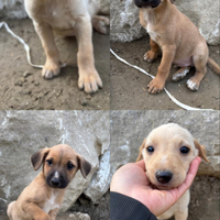 Due cuccioli maschi, di caccia