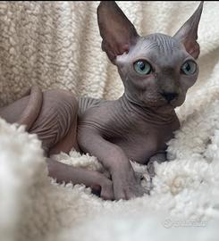 Sphynx
