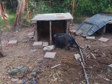 Maiali vietnamiti mini pig maialino nano