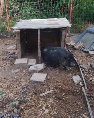 Maiali vietnamiti mini pig maialino nano