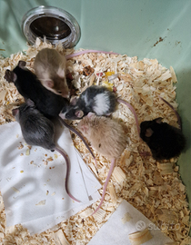 Topo topolino mus musculus