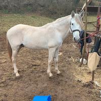 Cavallo andaluso