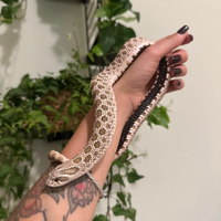 Heterodon nasicus 1.0