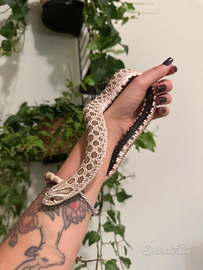 Heterodon nasicus 1.0