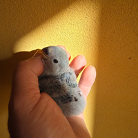 Inseparabile da imbecco verde tre poppate