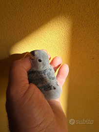 Inseparabile da imbecco verde tre poppate