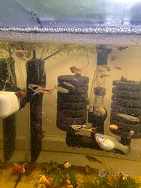 Endler black bar