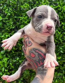 Cuccioli pitbull ukc