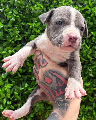 Cuccioli pitbull ukc
