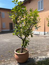 Piante di limone in vaso  di 30anni zona Stradella