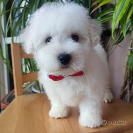 Bianco splendido Cane puro Spagnolo Francese