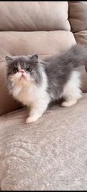 Cucciolo gatto persiano