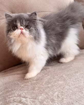 Cucciolo gatto persiano