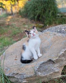 Affettuosa gattina a pelo lungo già svezzata