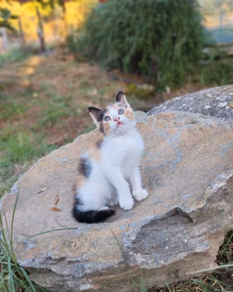 Affettuosa gattina a pelo lungo già svezzata