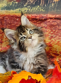 Maine Coon Femmina LINEE ALTISSIMO LIVELLO