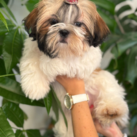Shih Tzu con pedigree enci