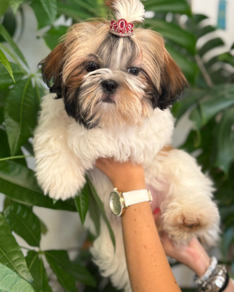 Shih Tzu con pedigree enci