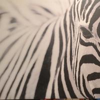 Stampa su tela Zebra