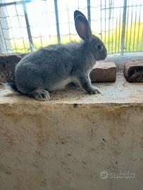 Coniglio grigio di Carmagnola